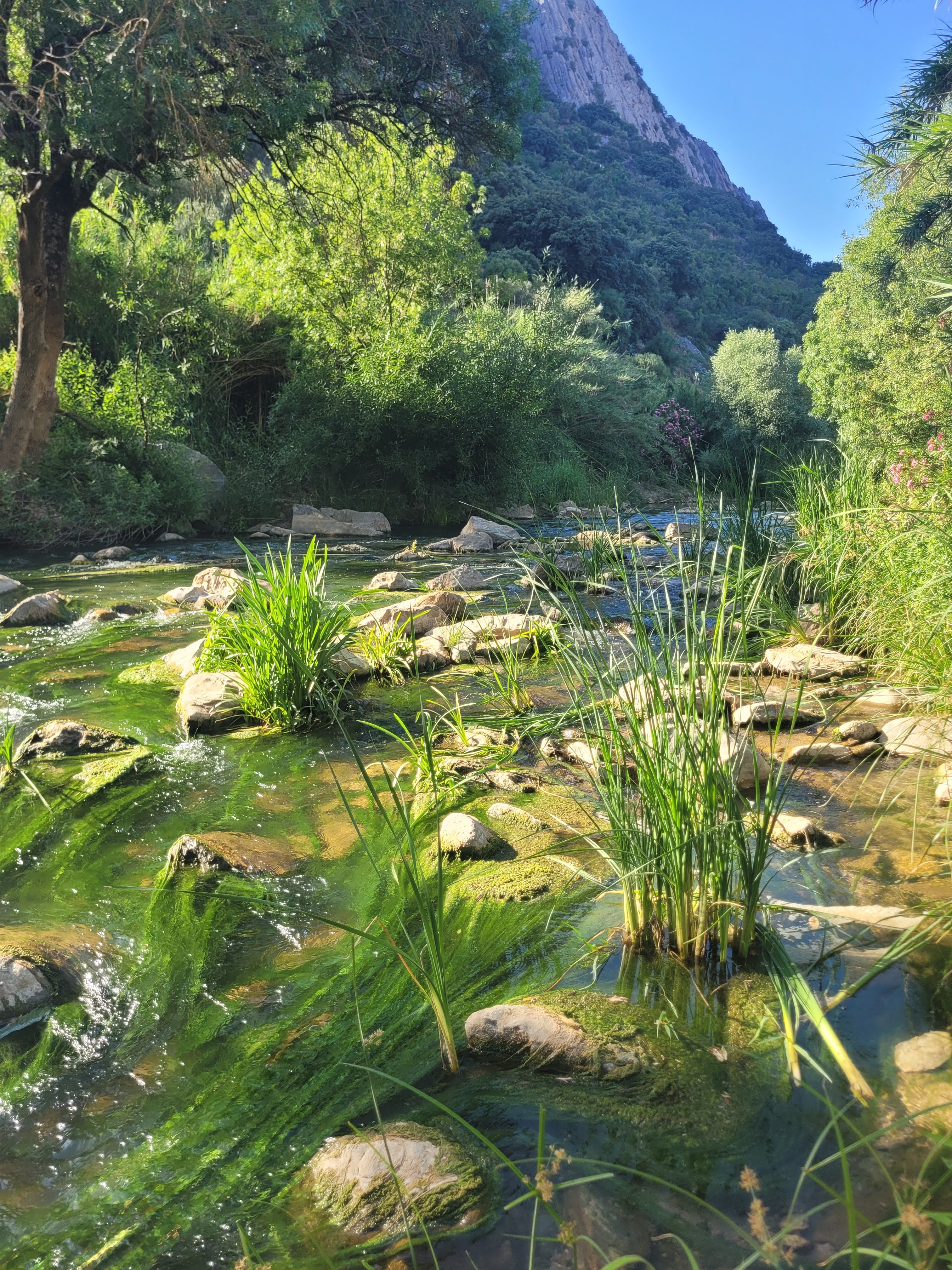 Mountain river flowing through a green gorge near Montejaque